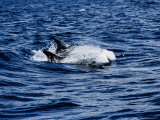 Rissos Dolphin  Porpoising  Portugal