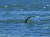 Harbour Seal  Eating a Flounder  Baie De Somme  France