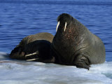 Walrus  Couple on Ice Floe  Canada