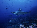 Scalloped Hammerhead Shark  Group  Galapagos