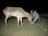 Fallow Deer  Buck Caught in Fence