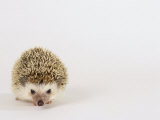 Four-Toed Hedgehog