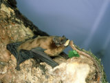 Noctule Bat  UK