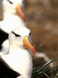 Black-Browed Albatross  Steeple Jason Island  Falklands