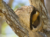 Rufous Hornero  Bird Making Mud Nest in Fork of Tree  Brazil