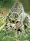 Feral Cats  Pair Mating  India