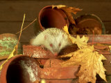 European Hedgehog  Albino  England