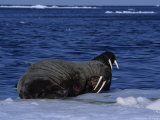 Walrus  Pair on Ice  Canada