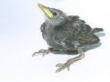 Starling  Juvenile
