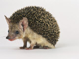 Long Eared Hedgehog