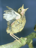 Blackbird  Young  UK