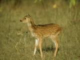 Spotted Deer  Fawn  India
