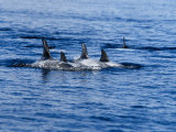Rissos Dolphin  Porpoising  Azores  Portugal