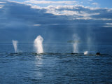 Humpback Whales  a Row of Blows  USA  Pacific Ocean