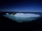 Walrus  Lying on Ice  Canada