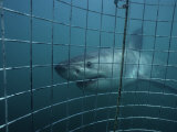 Great White Shark  With Cage  S Africa