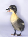 Domestic Duck  Duckling