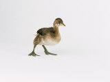Little Grebe