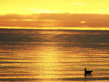 Gull and Sea at Dusk