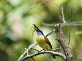 Great Kiskadee  Perched on Branch  Osa Peninsula  Costa Rica