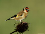 Goldfinch on Teasel  UK