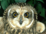 Short-Eared Owl  England