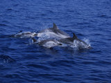 Striped Dolphin  Porpoising  Mediterranean