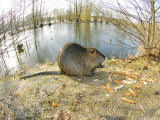 Coypu or Nutria  Lisle Adam  France