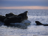 Walrus  Group on Ice  Canada