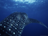 Whale Shark  Underwater  Caribbean  Atlantic Ocean