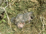 Hedgehogs  Young