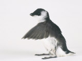 Little Auk  Alle Alle