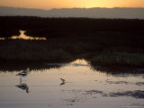 American Avocet  with Baby at Sunrise  Northern California  USA
