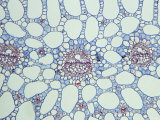 Bog Pondweed  Stem Detail