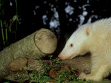 Badger  UK