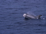 Rissos Dolphin  Porpoising  France