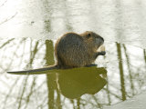 Coypu or Nutria on Frozen River Feeding  France