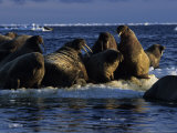 Walrus  Group at Dusk  Canada