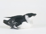 Little Auk  Alle Alle