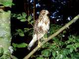 Common Buzzard  Young  England  UK