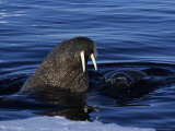 Walrus  Pair Near Ice Floe  Canada