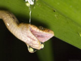 Cat-Eyed Snake  Eating Red-Eyed Tree Frog Eggs  Costa Rica