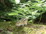 Eastern Chipmunk  Baxter State Park  USA