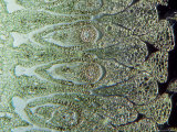 Japanese Arrowhead  Developing Embryos