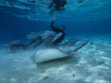 Hawai Sting Ray  with Diver  Polynesia