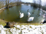 Coypu or Nutria  Lakeside with Swans  France