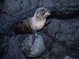 Galapagos Fur Seal  Young  Galapagos