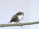Long-Tailed Tit  Young