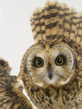 Short-Eared Owl  St Tiggywinkles Wildlife Hospital  UK