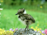Lapwing  Young  England  UK